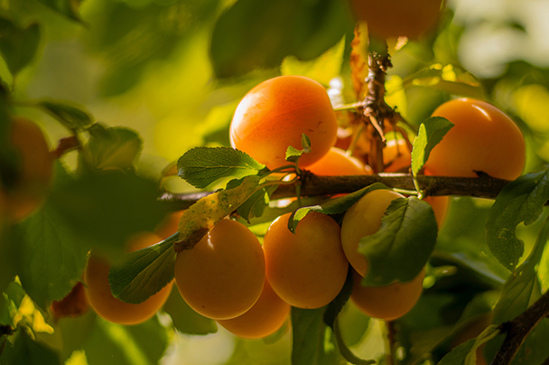 Reife Aprikosen an einem Zweig im Sonnenlicht – natürliche Quelle für pflegendes Aprikosenkernöl (Prunus Armeniaca Kernel Oil)