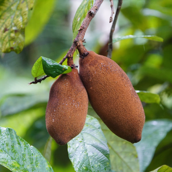 Zwei reife, braune Cupuaçu-Früchte am Ast des Baumes, umgeben von sattem Grün – natürliche Quelle für pflegende Theobroma Grandiflorum Seed Butter