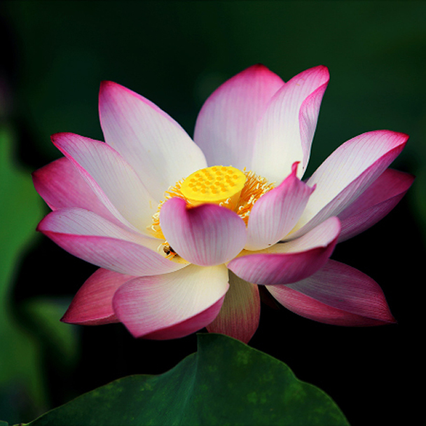 Nahaufnahme einer blühenden indischen Lotusblume mit weiß-rosa Blütenblättern und gelber Samenstand vor dunkelgrünem Hintergrund