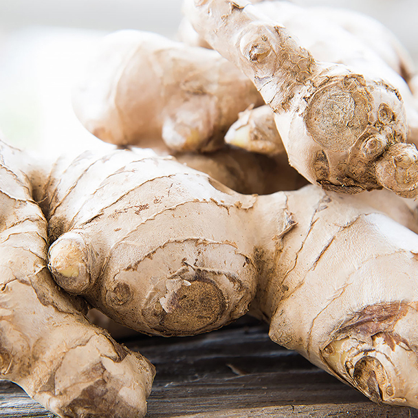 Frische, naturbelassene Ingwerwurzeln in Nahaufnahme auf Holz – Quelle des belebenden und hautstärkenden Zingiber Officinale Root Extract