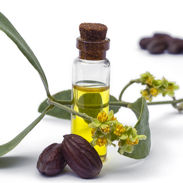 Fläschchen mit goldenem Jojobaöl, umgeben von Jojobasamen und blühenden Zweigen des Jojobastrauchs – natürliche Quelle für hautpflegenden Wachsester
