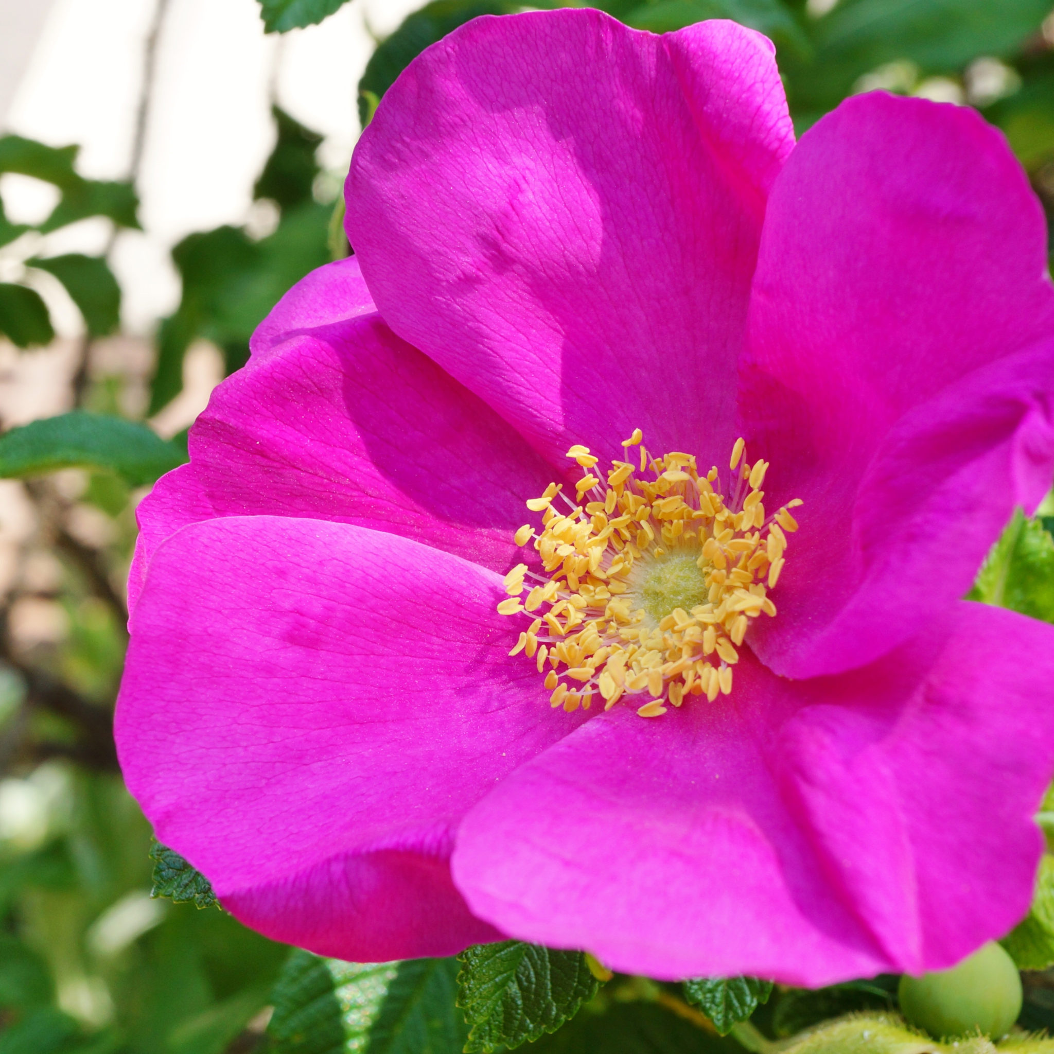 Leuchtend pinke Blüte der Rosa rugosa mit gelben Staubgefäßen – Quelle für pflegenden Wildrosenblüten-Extrakt (Rosa Rugosa Flower Extract)