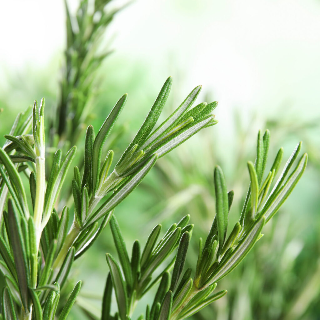 Frische grüne Rosmarinzweige mit nadelartigen Blättern vor hellem, unscharfem Hintergrund – aromatische Heilpflanze für ätherisches Rosmarinöl