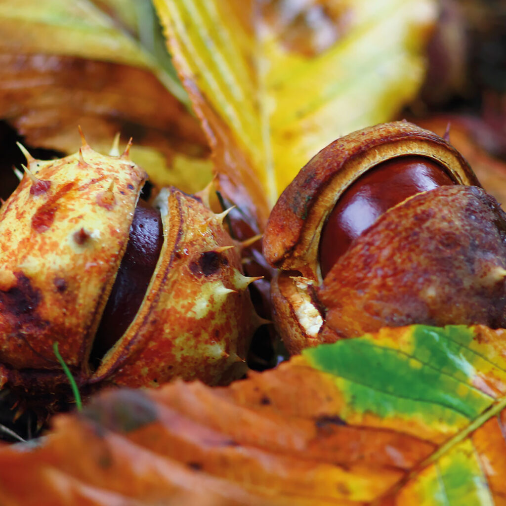 Rosskastaniensamen in geöffneter stacheliger Schale, Quelle für Aesculus Hippocastanum Extrakt zur Förderung der Hautdurchblutung.