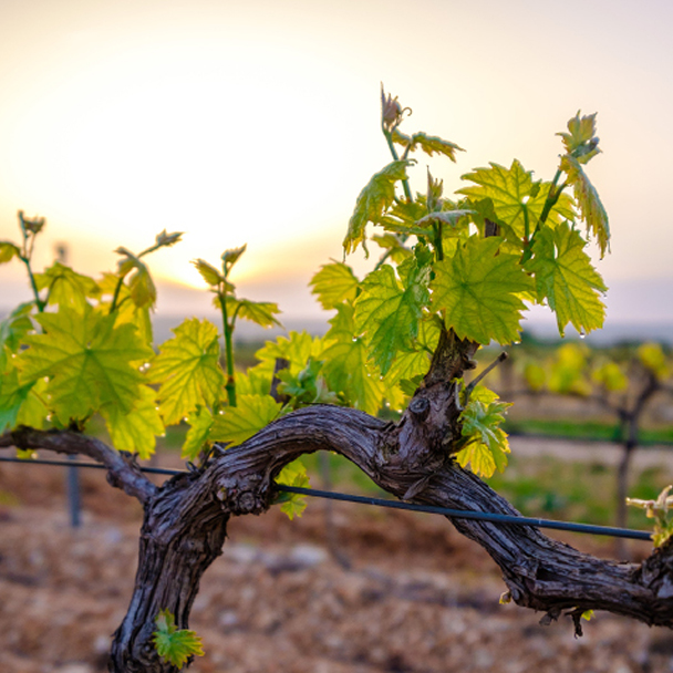 Nahaufnahme eines Weinrebenstocks mit frischem grünem Laub bei Sonnenuntergang – Ursprung des venenstärkenden Roten Weinlaubextrakts