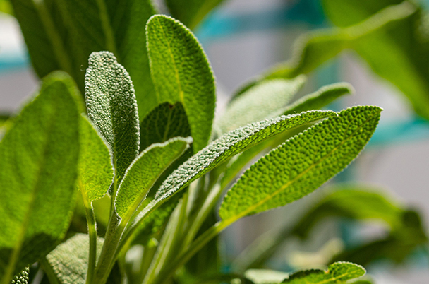Frische grüne Salbeiblätter mit samtiger Oberfläche in Nahaufnahme – Quelle für entzündungshemmenden Salbeiextrakt (Salvia Officinalis Leaf Extract)