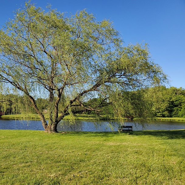 Weidenbaum am Ufer eines ruhigen Sees bei blauem Himmel – natürliche Quelle für Salicylsäure (Salicylic Acid) mit klärender Wirkung