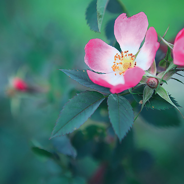 Blühende Wildrose mit zartrosa Blütenblättern und grünen Blättern – botanische Quelle für Rosa Canina Fruit Extract