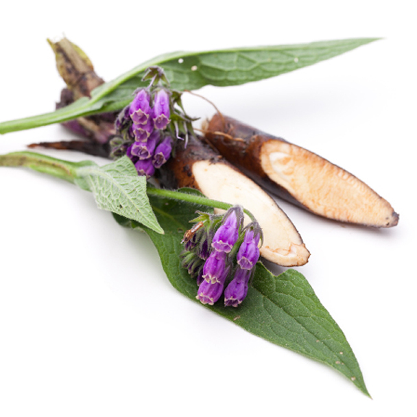 Beinwellwurzel mit violetten Blüten und grünen Blättern – pflanzliche Quelle von Allantoin.