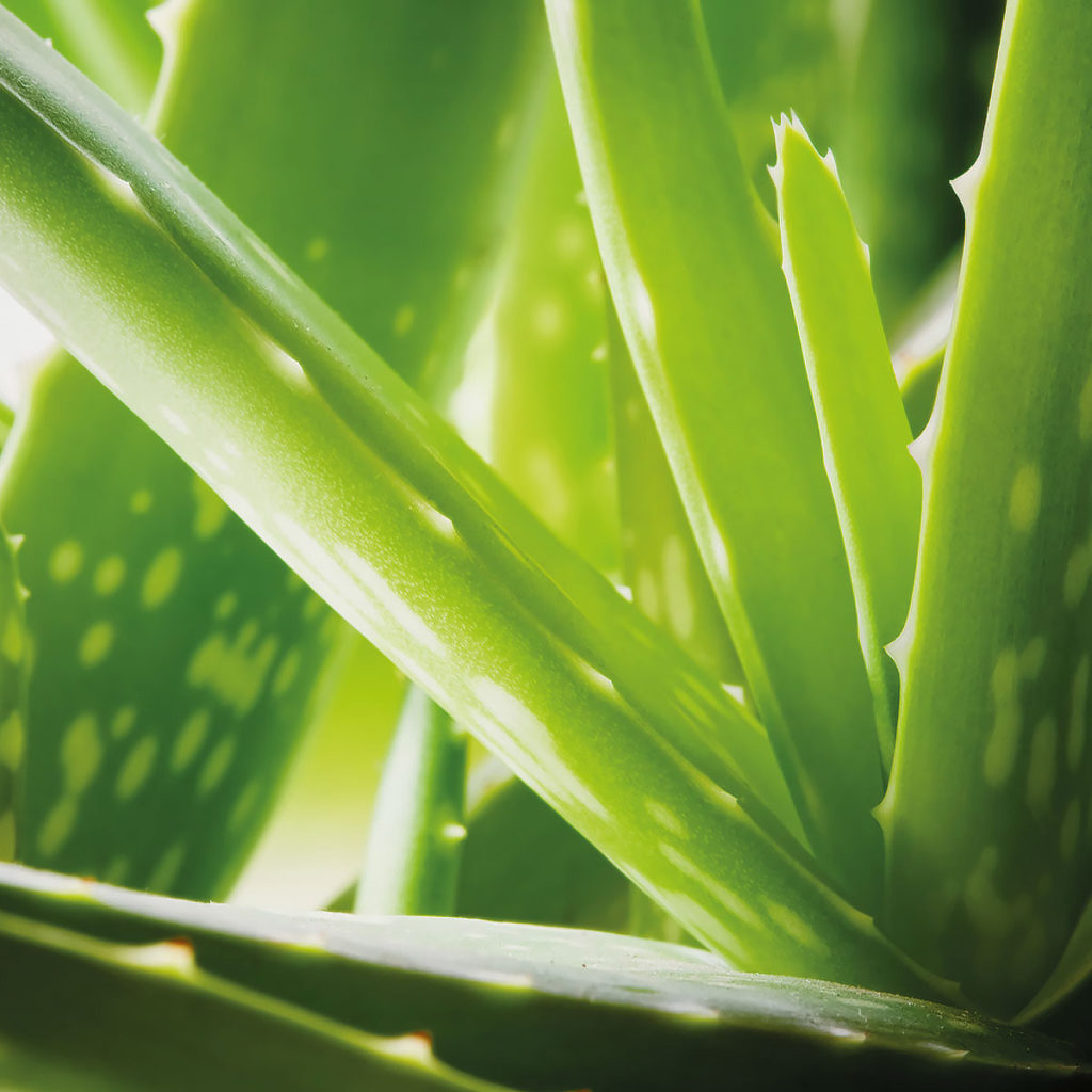 Nahaufnahme frischer Aloe-Vera-Blätter – Ausgangsstoff für Aloe Barbadensis Leaf Juice Powder.