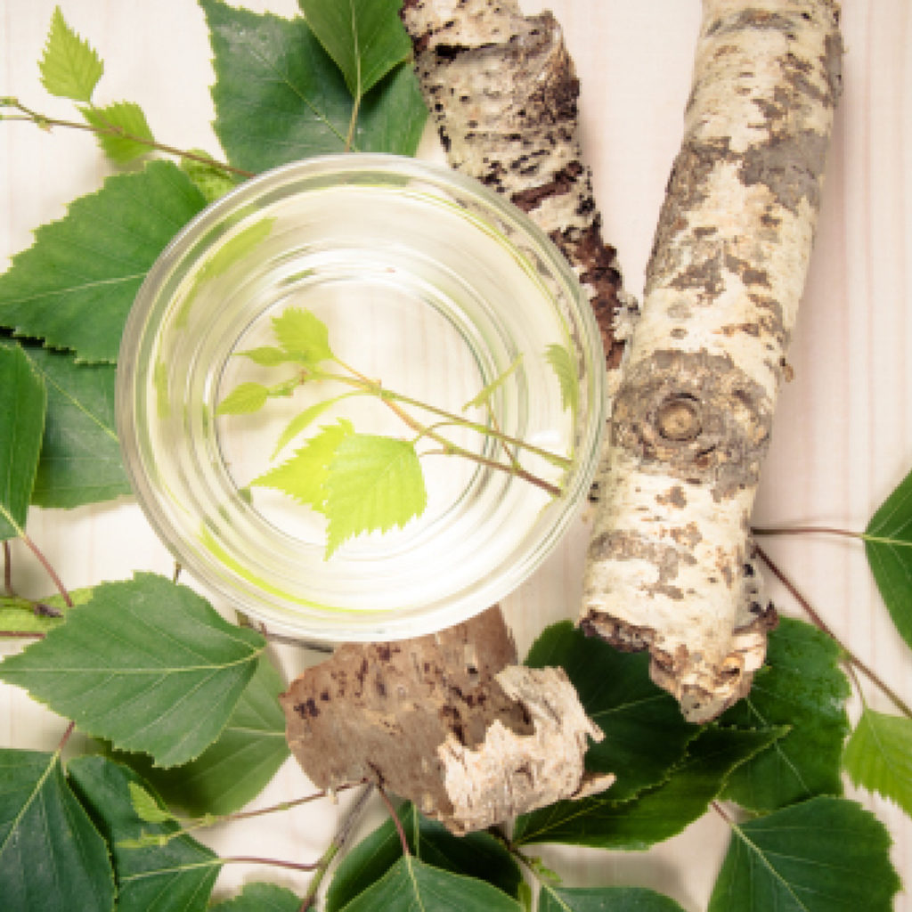 Glas mit klarem Birkensaft, umgeben von Birkenrinde und frischen grünen Blättern – Quelle von Betula Alba Juice.