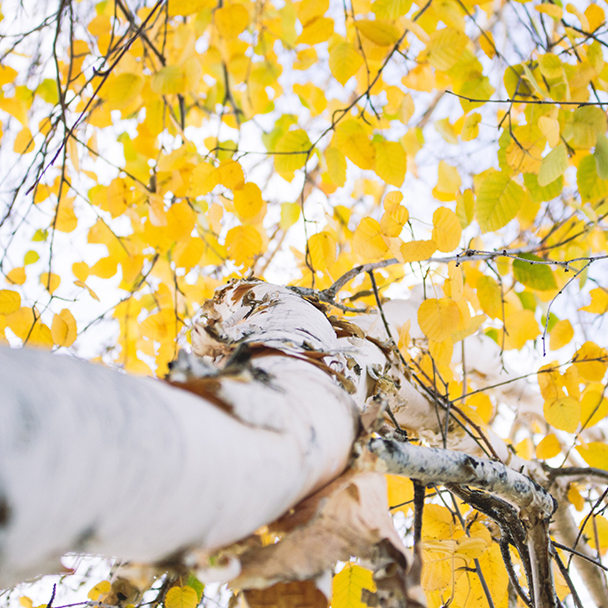 Birkenbaum mit gelben Herbstblättern aus der Froschperspektive – Quelle von Betula Alba Leaf Extract.
