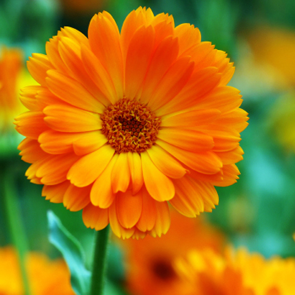 Leuchtend orangefarbene Ringelblume in Nahaufnahme – Blüte der Calendula Officinalis zur Extraktgewinnung.