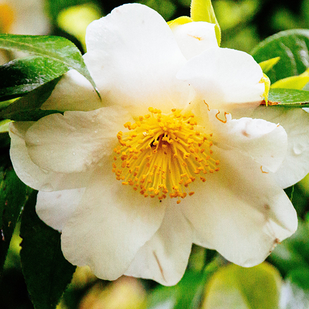 Weiße Blüte der Teepflanze mit gelben Staubblättern – pflanzliche Quelle von Camellia Sinensis Leaf Extract.