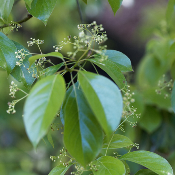 Grüne, glänzende Blätter des Kampferbaums mit kleinen Blüten – Ursprung des natürlichen Camphor-Extrakts.