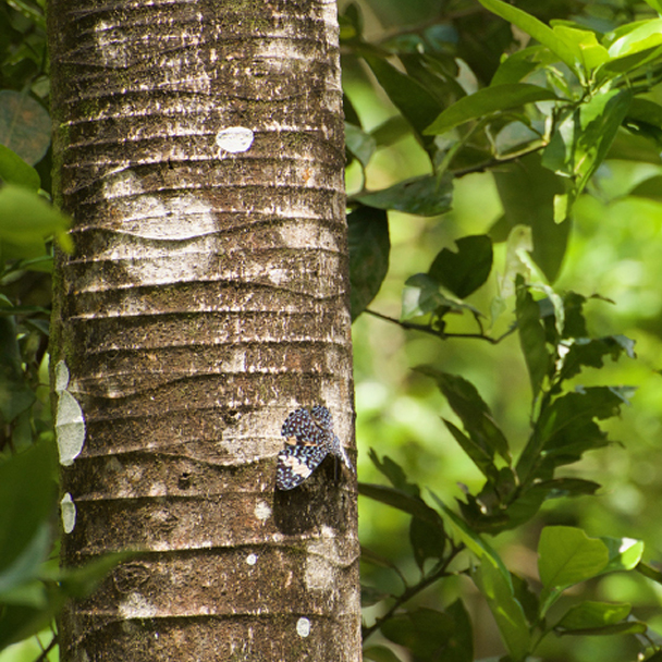 Baumstamm der Cecropia Obtusa mit typischer Rindenstruktur im tropischen Wald – Ursprung des Bark Extracts.