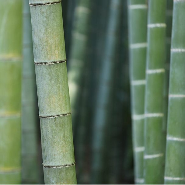 Mehrere grüne Bambusstämme aus der Nähe – Quelle für pflanzliche Cellulose aus Bambusa Arundinacea.