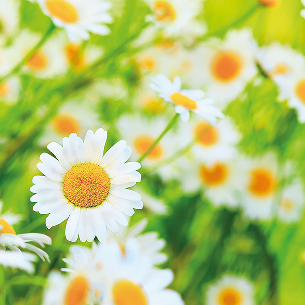 Blühende Kamillenpflanze mit weißen Blütenblättern und gelber Mitte auf einer Sommerwiese – Quelle von Chamomilla Recutita Flower Extract.
