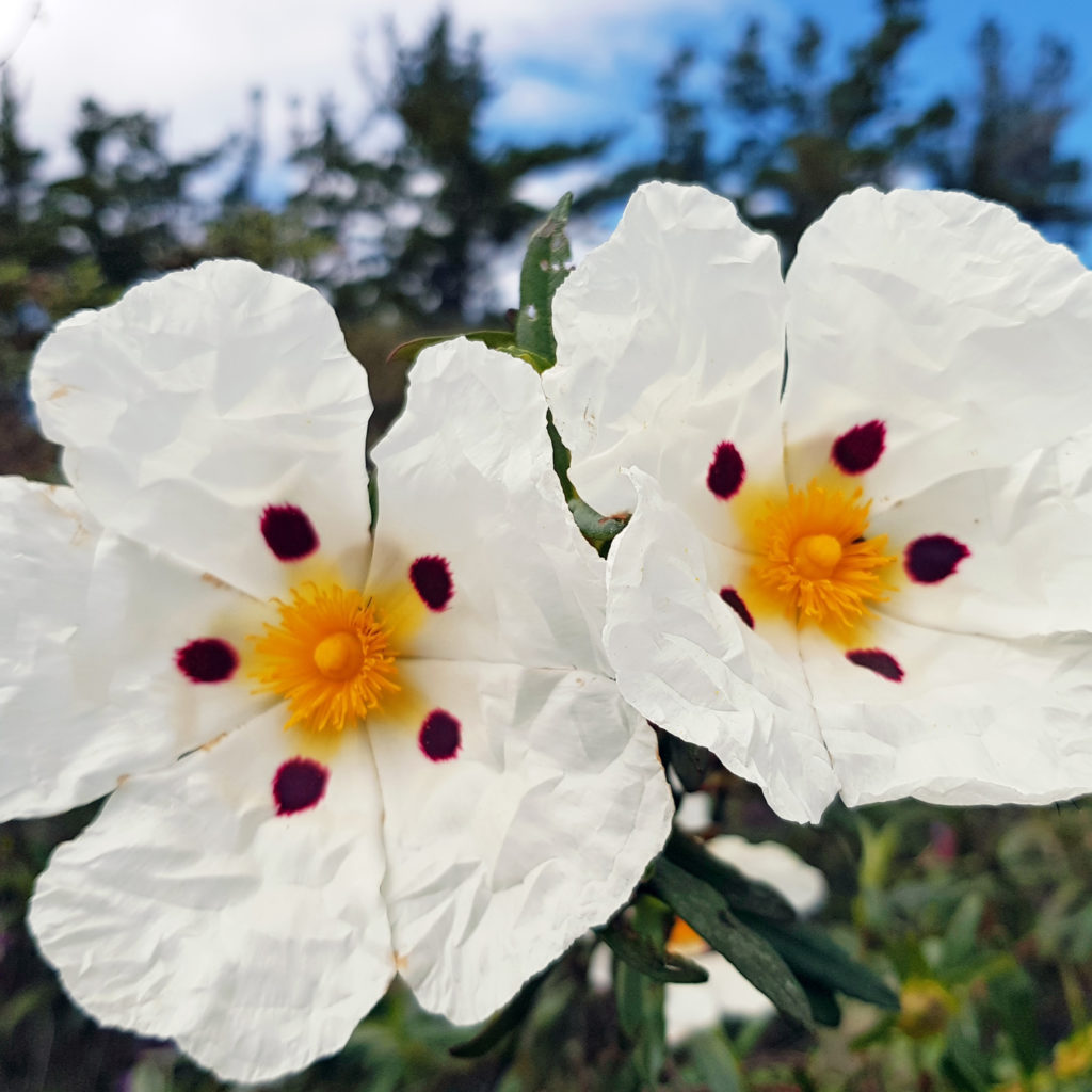 Zwei weiße Blüten der Lackzistrose mit gelber Mitte und purpurfarbenen Punkten – pflanzliche Quelle von Cistus Ladaniferus Oil.
