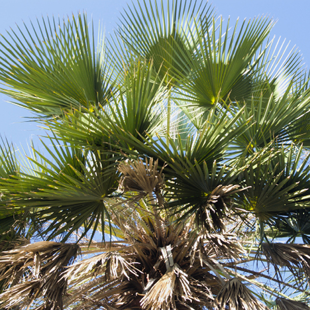 Carnaubapalme mit fächerförmigen, grünen Blättern unter blauem Himmel – Ursprung von Copernicia Cerifera (Carnauba) Wax.