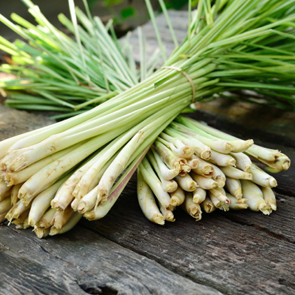 Frisch gebündeltes Zitronengras auf Holztisch – Quelle für Cymbopogon Schoenanthus Extract.