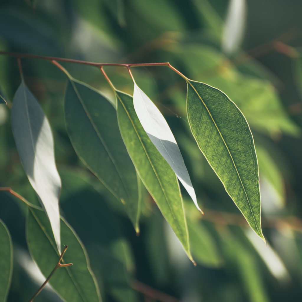 Frische, grüne Eukalyptusblätter im Sonnenlicht – Quelle für Eucalyptus Globulus Leaf Oil.