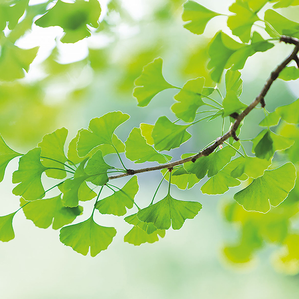 Hellgrüne, fächerförmige Ginkgoblätter an einem Zweig im natürlichen Sonnenlicht.