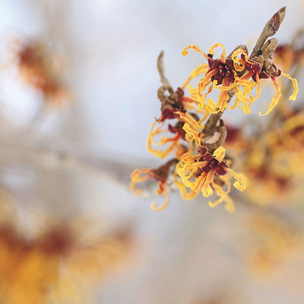 Gelb-orangefarbene, fadenförmige Blüten der Virginischen Zaubernuss an einem kahlen Zweig.