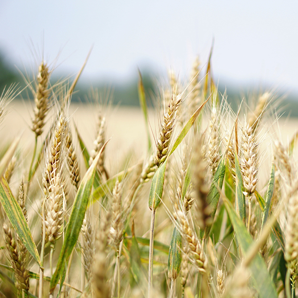 Nahaufnahme eines Weizenfelds mit reifen, goldgelben Ähren an einem sonnigen Tag – stellvertretend für hydrolysiertes Weizenprotein als Pflegestoff