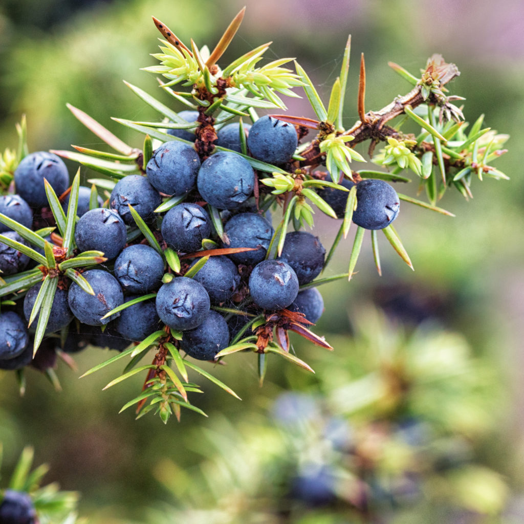 Nahaufnahme eines Wacholderzweigs mit reifen, blauschwarzen Beeren und grünen Nadeln.