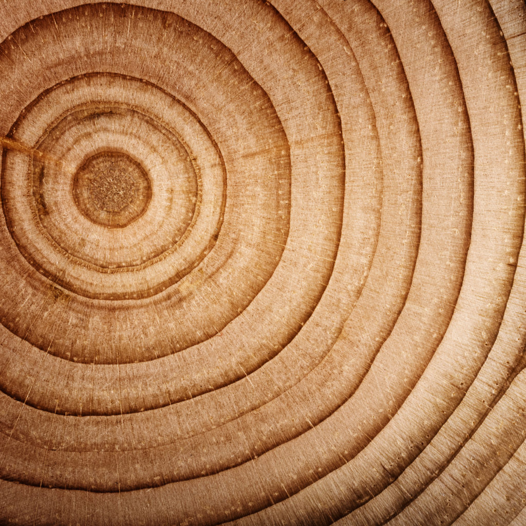 Detailaufnahme der Jahresringe eines hellbraunen Holzquerschnitts – symbolisch für Zedernholzöl aus der Virginischen Wacholderart.