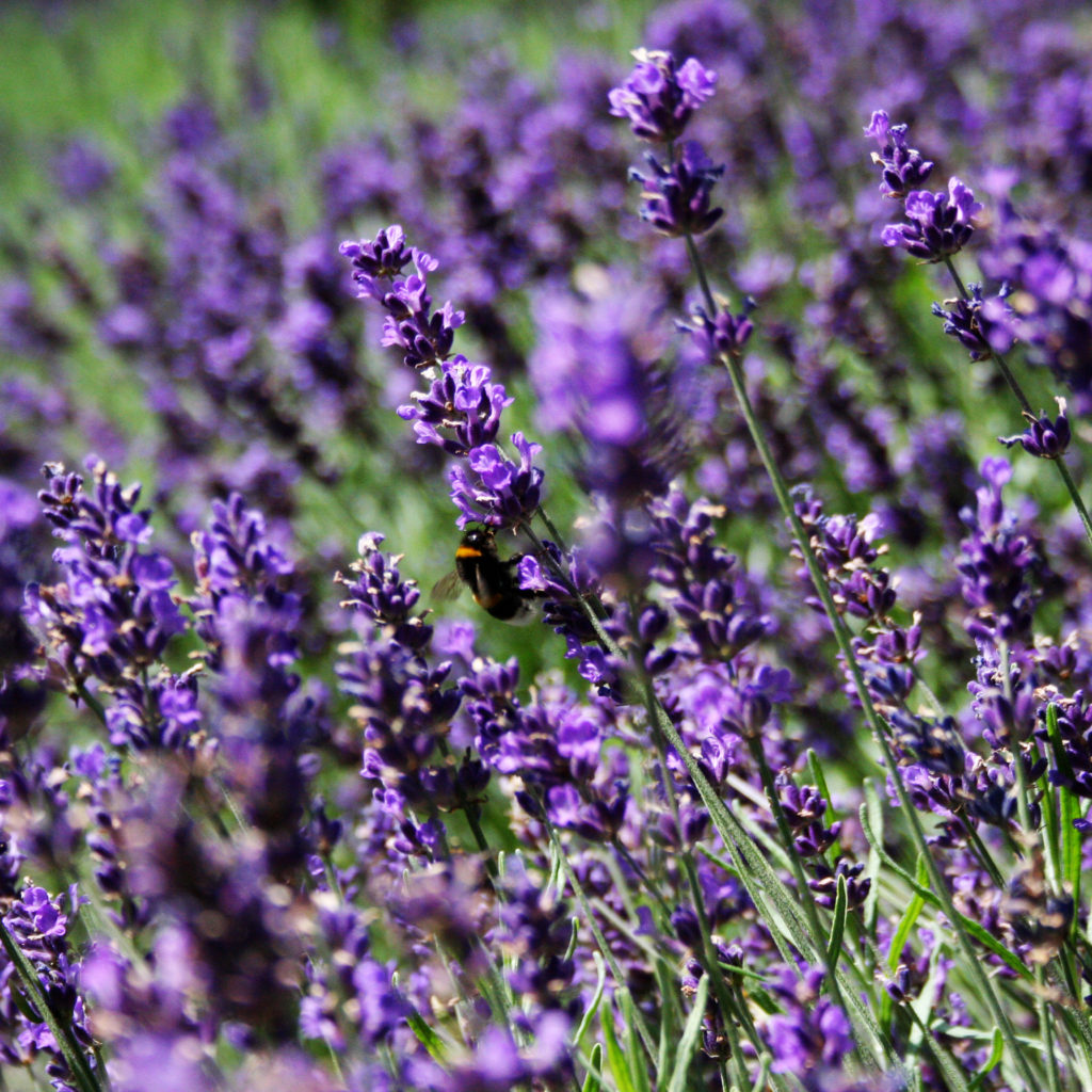 Blühendes Lavandin-Feld mit violetten Lavendelähnlichen Blüten an einem sonnigen Tag, in der Mitte eine Hummel bei der Bestäubung – Symbol für Lavandula Hybrida Öl