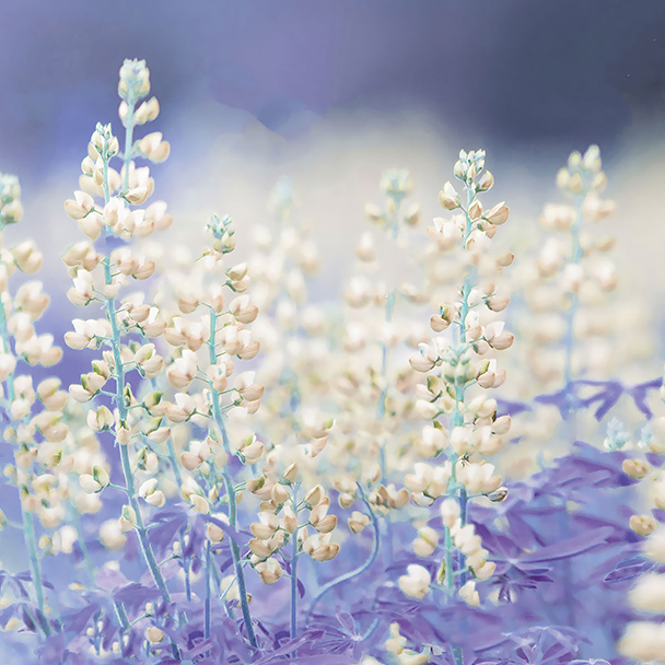 Blühende weiße Lupinenpflanzen mit zarten, aufrecht stehenden Blütenständen – Quelle für Lupinus Albus Seed Extract