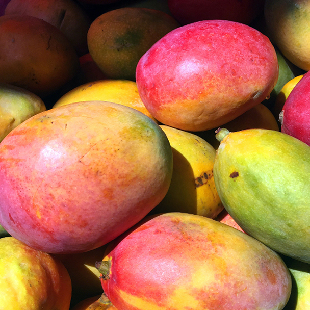 Mehrere reife Mangofrüchte mit leuchtend roter, gelber und grüner Schale, dicht beieinanderliegend